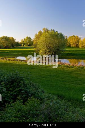 Riserva naturale Uedesheimer Rheinaue alla luce della sera, Neuss, basso Reno, Germania, Europa Foto Stock