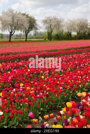 Campo di tulipani con alberi da frutto in fiore, Grevenbroich, Renania settentrionale-Vestfalia, Germania, Europa Foto Stock