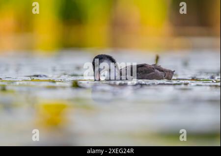 Il bambino è un pelo d'acqua comune, l'acqua è catturata in modo splendido e la vegetazione macchiata sullo sfondo. Foto Stock