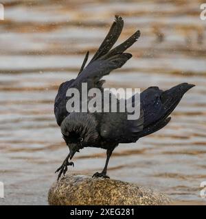 Jackdaw occidentale su una roccia in mezzo all'acqua. Foto Stock