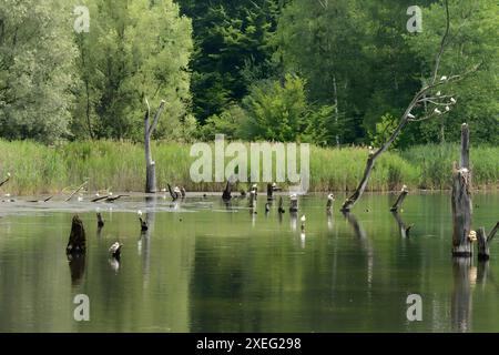 Molti gabbiani dalla testa nera sull'acqua. Foto Stock