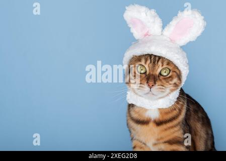 Carino gatto del Bengala in costume da coniglietto. Foto Stock