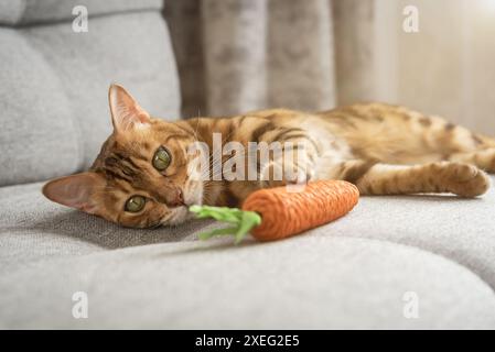 Il gatto del Bengala gioca con una carota giocattolo sul divano nel soggiorno di casa. Foto Stock