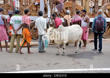 immagine del processo di produzione di ratha con varie attività come pittura, falegnameria ecc. a puri odisha. Foto Stock