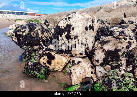 Grande roccia ricoperta di alghe verdi, che crea una superficie vibrante e ruvida. Costa rocciosa con una grande pila di rocce e una piccola quantità di alghe Foto Stock