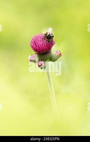 Bumblebee on Cirsium rivulare altropurpureum, Scozia, Regno Unito Foto Stock