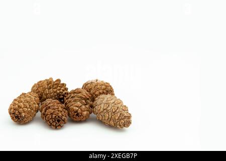 Raccolta di coni di cedro asciutti di piccole dimensioni su fondo bianco, sdraiati in un mucchio. Coni testurizzati. Orizzontale. Per banner. Foto Stock