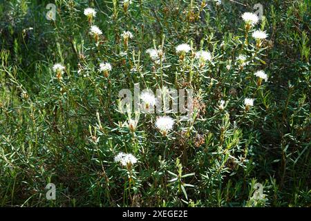 Ledum palustre, sinonimo Rhododendron tomentosum, tè paludoso labrador Foto Stock