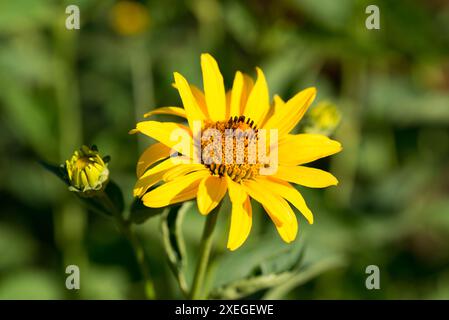 Occhio di bue ruvido, eliopsi eliantoidi fiori estivi gialli primo piano fuoco selettivo Foto Stock