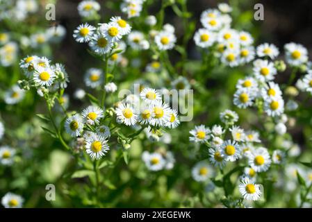 Pulabana annuale, Erigeron annuus fiori di prato bianco primo piano focalizzazione selettiva Foto Stock