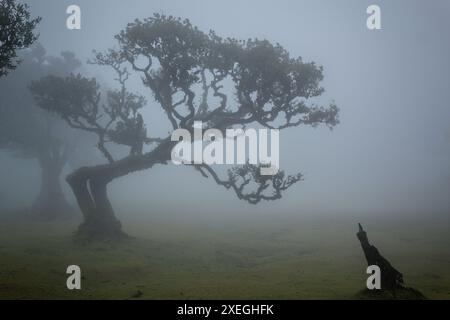 Foggy Mistical Fanal Forest nell'isola di Madeira, Portogallo Foto Stock