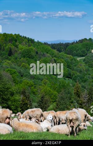 Pascolo tradizionale di pecore sui prati dei Monti Pieniny in Polonia. Pecore pascolo primaverile. Foto Stock