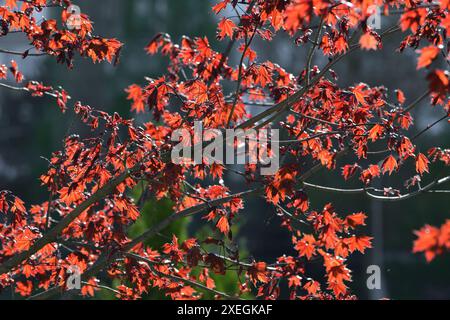 Acer platanoides è un rosso norvegese Maple Royal. Le foglie di primavera giovani sono retroilluminate Foto Stock