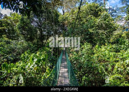 Ponte sospeso attraverso la lussureggiante foresta pluviale. Danum Valley, Sabah, Borneo, Malesia. Foto Stock