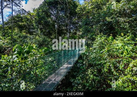 Ponte sospeso attraverso la lussureggiante foresta pluviale. Danum Valley, Sabah, Borneo, Malesia. Foto Stock