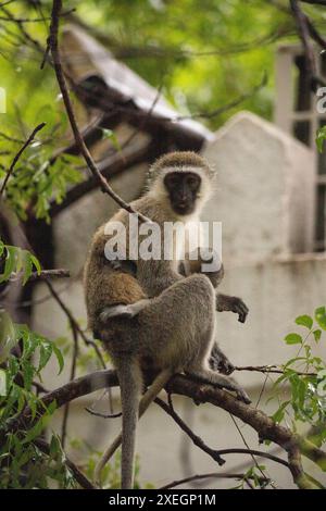 Banda delle scimmie in Kenya, Africa. Scimmie, un rifugio safari. Pioggia, scimmie macachi Foto Stock