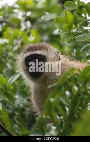 Banda delle scimmie in Kenya, Africa. Scimmie, un rifugio safari. Pioggia, scimmie macachi Foto Stock