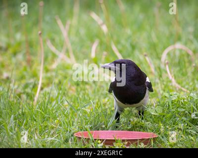 Il Magpie eurasiatico o il Common Magpie o Pica pica in un piatto con cibo Foto Stock