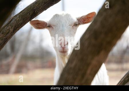 Una capra che guarda fuori da dietro un tronco d'albero Foto Stock