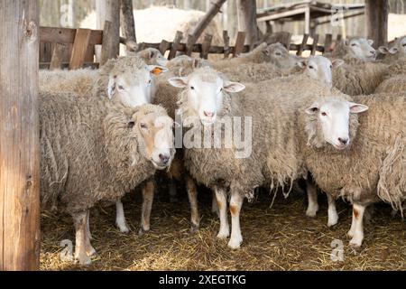 Una mandria di pecore in piedi insieme Foto Stock
