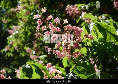 Aesculus carnea, ippocastano a fiore rosso Foto Stock
