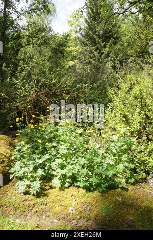 Trollius europaeus Foto Stock
