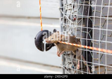 Mouse nella trappola nella protezione della recinzione elettrica che perde la vita. Il topo intrappolato nel pollaio W Foto Stock