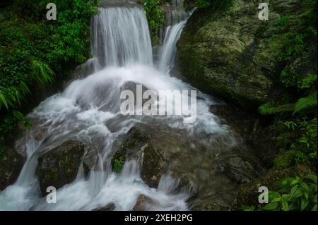 Cascata Paglajhora , famosa cascata in monsone, a Kurseong, montagne himalayane di Darjeeling, Bengala Occidentale, India. Origine del fiume Mahananda. Foto Stock