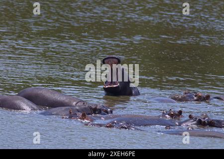 Ippopotami con le loro bocche aperte a nuotare e galleggiare in acqua; esposizione territoriale di due tori di ippopotamo con la testa fuori; Kruger Park Foto Stock