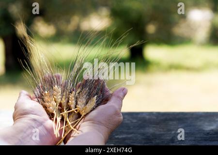 Una donna tiene le orecchie di grano illuminate dal sole tra le mani su un tavolo di legno Foto Stock