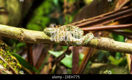 Vipera ciglia (bothriechis schlegelii), ponti sospesi di Mistico, provincia di Alajuela, Costa Rica Foto Stock