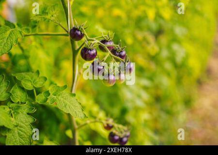 Diversi tipi di pomodori. Raccolta delle varietà di pomodori Foto Stock