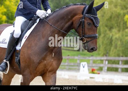 La star nascente nel mondo Dressage Foto Stock