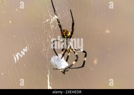 Ragno che preserva insetti di grandi dimensioni avvolti da un filo. Il nome scientifico di questo ragno è Argiope amoena. Foto Stock