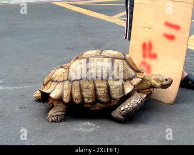 Una tartaruga prigioniera di 20 anni. Anche la tartaruga africana con lo scudo (Centrochelys sulcata), kno Foto Stock