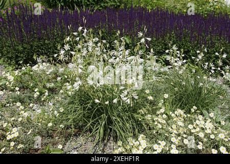 Anthericum liliago, giglio di San Bernardo Foto Stock