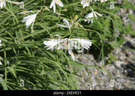 Anthericum liliago, giglio di San Bernardo, ape Foto Stock