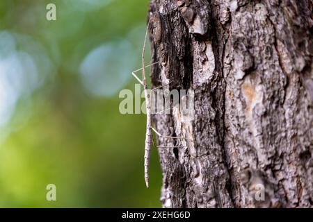 L'insetto bastone europeo (Bacillus rossius) su un pino Foto Stock