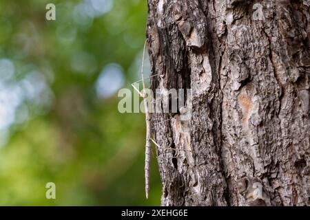 L'insetto bastone europeo (Bacillus rossius) su un pino Foto Stock