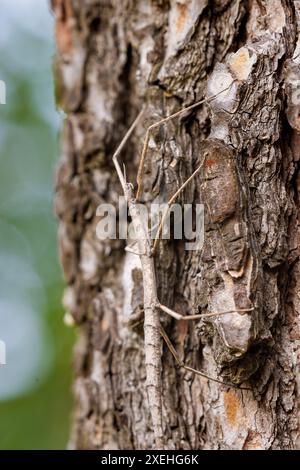 L'insetto bastone europeo (Bacillus rossius) su un pino Foto Stock