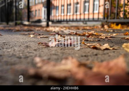 Foglie asciutte cadute sul sentiero di asfalto grigio della città. Sfondo urbano autunnale sfocato con un'attenzione selettiva sulle foglie. Ripresa ad angolo basso. Formato orizzontale. Foto Stock