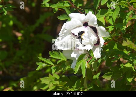Paeonia suffruticosa Foto Stock