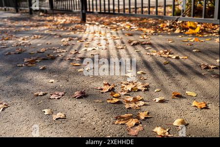 Percorso urbano in asfalto grigio con foglie cadute secche sparse su di esso. Strisce di luce e ombra dalla recinzione metallica. Immagine urbana autunnale. Torna a scuola io Foto Stock