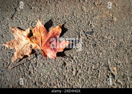 Due foglie di acero asciutto cadute su asfalto grigio da vicino. Sfondo urbano testurizzato autunnale con spazio di copia. Torna a scuola. Vista dall'alto. Orientamento orizzontale Foto Stock