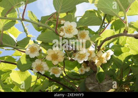 Actinidia chinensis Kiwi Foto Stock