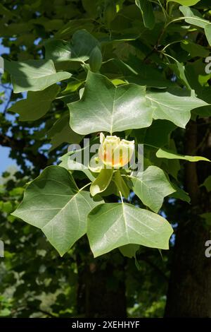 Liriodendron tulipifera, tulipani Foto Stock