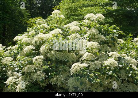 Hydrangea petiolaris, hydrangea di arrampicata Foto Stock