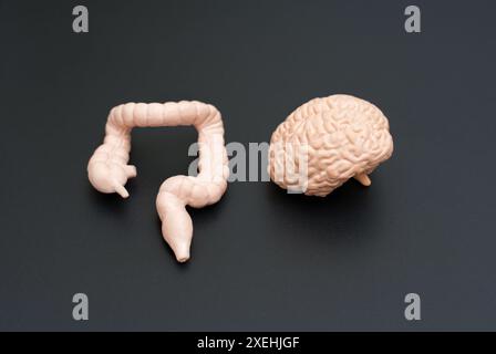 Modelli realistici del cervello e dell'intestino crasso posizionati fianco a fianco su uno sfondo scuro. Illustrazione educativa, medica e scientifica della truffa cerebrale-intestinale Foto Stock