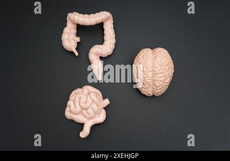 Modelli realistici di cervello umano, intestino crasso e intestino tenue disposti fianco a fianco su uno sfondo scuro. Imparare i sistemi del corpo umano. Foto Stock