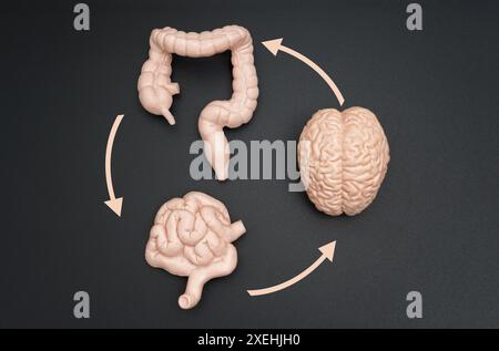 Illustrazione concettuale dell'interazione cervello-intestino, che mostra modelli realistici di cervello, intestino e colon collegati da frecce circolari su un backgrou scuro Foto Stock